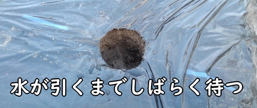 ブロッコリーと春キャベツの苗は、水が引いてから定植する