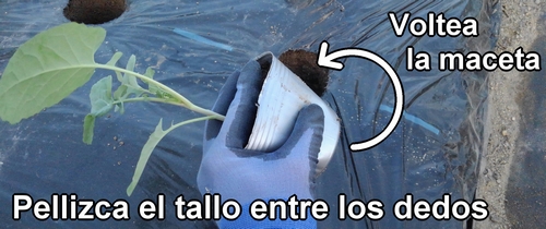 Pellizca el tallo de la planta de brócoli entre los dedos