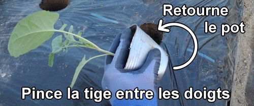 Pince la tige du plant de brocoli entre tes doigts