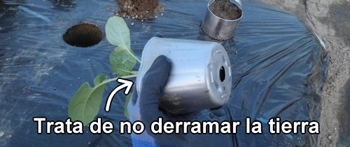 Voltea la maceta de brócoli