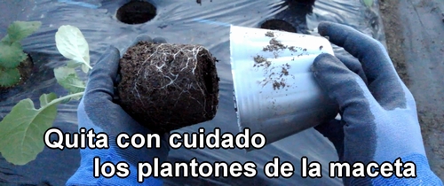 Quita con cuidado los plantones de la maceta