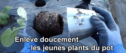 Enlève doucement les jeunes plants du pot