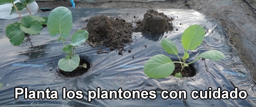 Planta con cuidado los plantones de brócoli y repollo (col repollo)