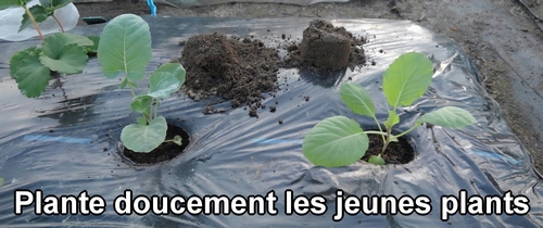 Plante doucement les jeunes plants de brocoli et de chou vert frisé