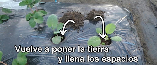Vuelve a poner la tierra y llena los espacios