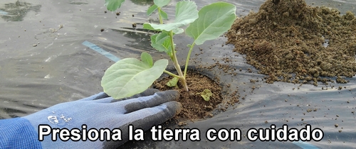 Presiona la tierra con cuidado