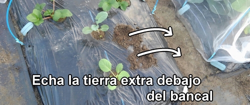 La tierra extra al plantar los plantones debe echarse debajo del bancal