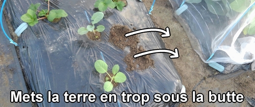 La terre en trop après la plantation des plants doit être mise sous la butte