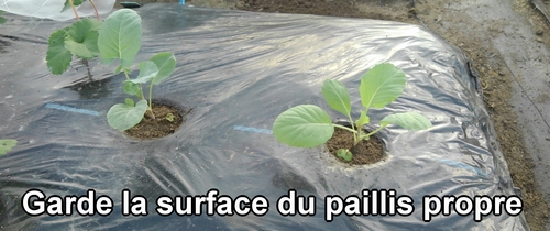 Garde la surface du paillis propre
