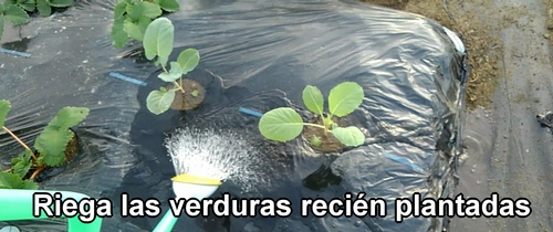 Riega los plantones de brócoli y repollo (col repollo) recién plantados