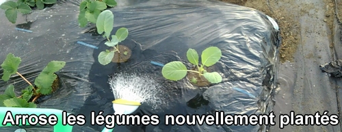 Arrose les brocolis et les choux verts frisés plantés