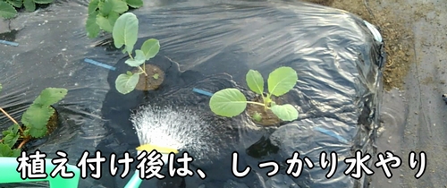 苗の定植後は、水やりをしっかりする