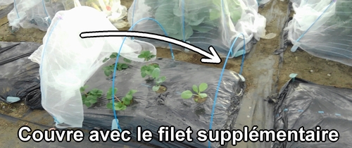 Installe un filet anti-insectes