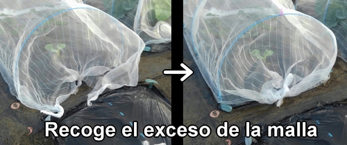 Recoge el exceso de la malla para insectos