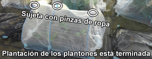 La plantación de los plantones de brócoli y repollo (col repollo) está terminada
