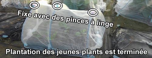 La plantation des plants de brocoli et de chou vert frisé est terminée