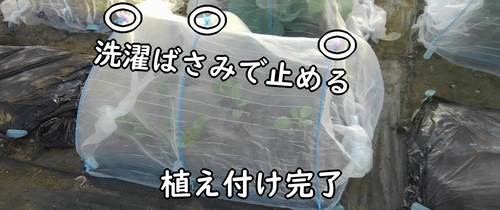 ブロッコリーと春キャベツの定植完了