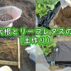 ミニ赤大根とリーフレタス用の土作り