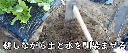 耕しながら土と水を馴染ませる