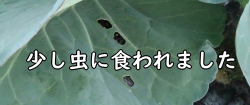 キャベツの葉が虫に食われました