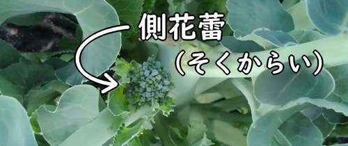 茎ブロッコリーの側花蕾