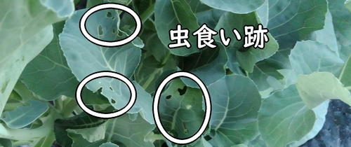 茎ブロッコリー（スティックセニョール）の虫食い跡