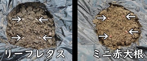 サニーレタスとミニ大根の種は点まきにする