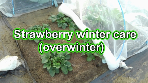 overwinter outdoor-grown strawberries