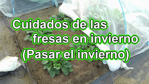 Hacer pasar el invierno a las fresas cultivadas al aire libre