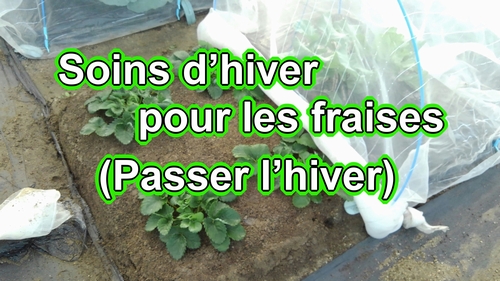 Faire passer l’hiver aux fraises cultivées en plein air