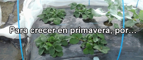 Las fresas (frutilla) se preparan para crecer en primavera…