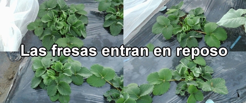 Las fresas (frutilla) entran en reposo