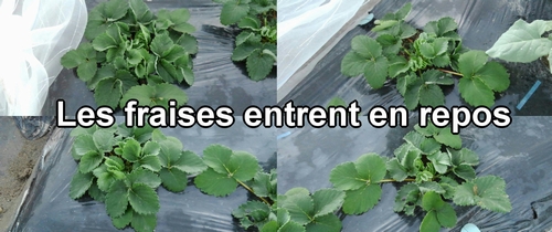 Les fraises (fraisier) entrent en repos