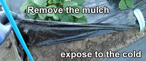 Remove the mulch from the field-grown strawberries