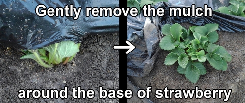 Gently remove the mulch around the base of the strawberry