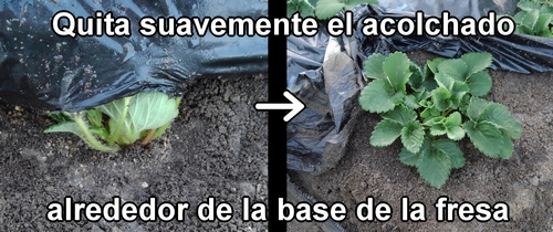 Quita suavemente el acolchado alrededor de la base de la fresa (frutilla)