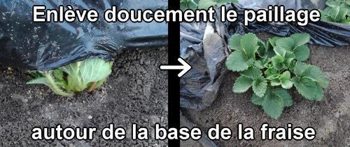 Enlève doucement le paillage autour de la base de la fraise (fraisier)