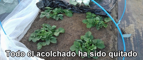 Todo el acolchado ha sido quitado por completo
