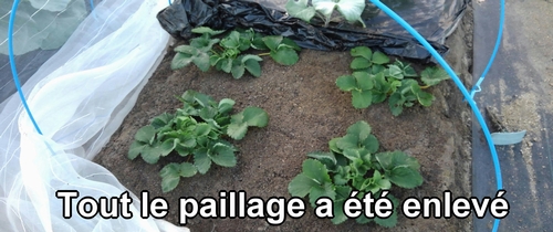 Tout le paillage a été complètement enlevé