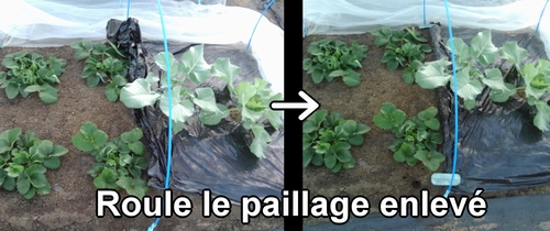 Roule et rassemble le paillage enlevé
