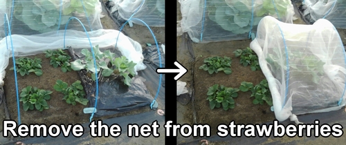 Remove the insect netting from the strawberries