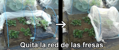 Quita la malla contra insectos de las fresas (frutilla)