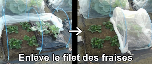 Enlève la moustiquaire des fraises (fraisier)