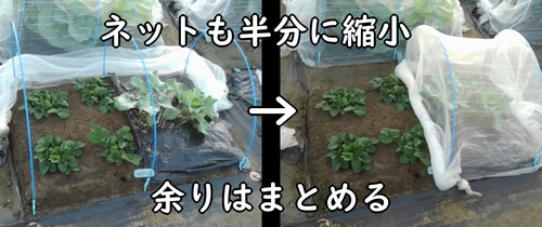 いちご（露地いちご）の防虫ネットを外す