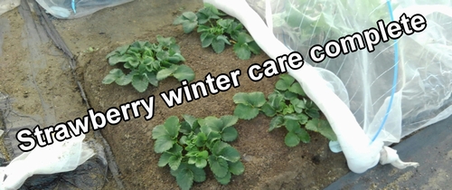 Wintering process for strawberries is complete