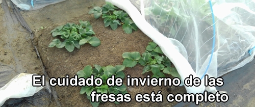 El proceso de invierno para las fresas (frutilla) está completo