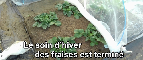 La préparation pour l’hiver des fraises (fraisier) est terminée