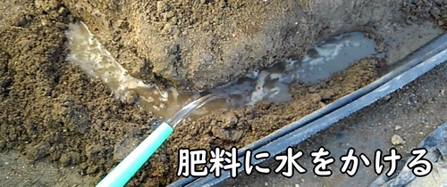 追肥後は肥料に水をかける