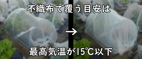 防虫ネットの上に不織布をかける