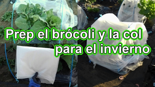 Preparar el brócoli y la col de primavera para el invierno (¿Cómo cultivar brócoli y col de primavera?)